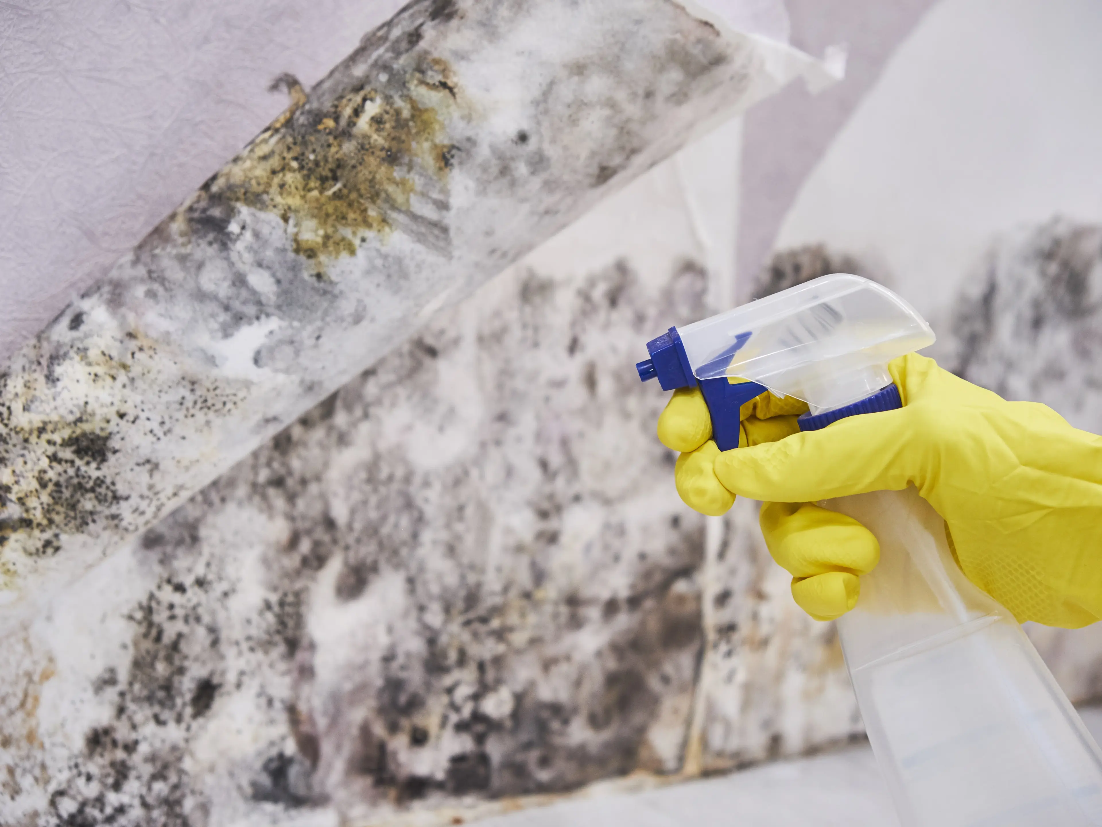 Mold Removal & Remediation